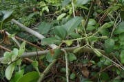 <strong>Pisonia aculeata - Ramon, Laurence - 187</strong><br />© Ramon, Laurence